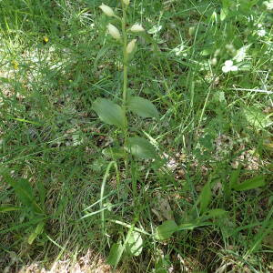 Photographie n°2531127 du taxon Cephalanthera damasonium (Mill.) Druce