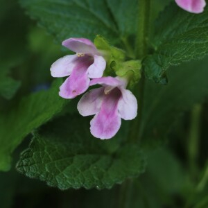 Photographie n°2531141 du taxon Melittis melissophyllum L.