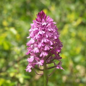 Photographie n°2531144 du taxon Anacamptis pyramidalis (L.) Rich. [1817]