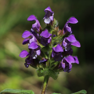 Photographie n°2531164 du taxon Prunella vulgaris L.