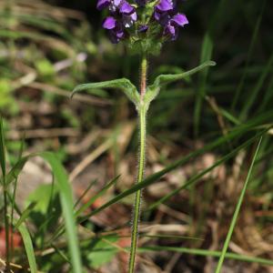 Photographie n°2531166 du taxon Prunella vulgaris L.