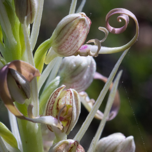 Photographie n°2531208 du taxon Himantoglossum hircinum (L.) Spreng. [1826]