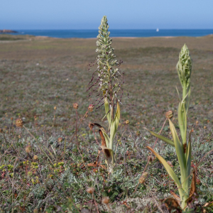 Photographie n°2531209 du taxon Himantoglossum hircinum (L.) Spreng. [1826]