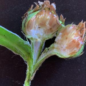 Photographie n°2531220 du taxon Centaurea montana L. [1753]