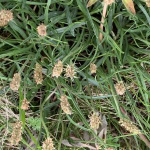 Photographie n°2531241 du taxon Plantago alpina L. [1753]