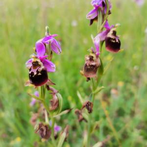 Photographie n°2531249 du taxon Ophrys apifera Huds. [1762]