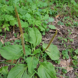 Photographie n°2531294 du taxon Plantago major L.