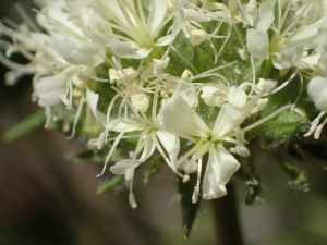 Sylvain Piry, le  6 juin 2022 (Vebron (France, Lozère, Vebron [Causse Méjean] (1174 m)))