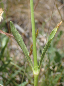 Sylvain Piry, le  6 juin 2022 (Vebron (France, Lozère, Vebron [Causse Méjean] (1174 m)))