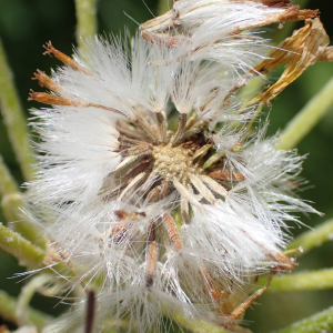 Photographie n°2531407 du taxon Tephroseris helenitis subsp. helenitis 