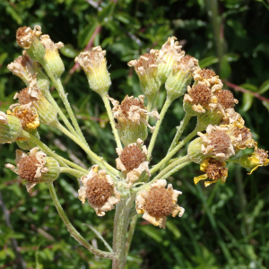 Photographie n°2531408 du taxon Tephroseris helenitis subsp. helenitis 