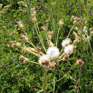 Photographie n°2531409 du taxon Tephroseris helenitis subsp. helenitis 