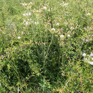 Photographie n°2531410 du taxon Tephroseris helenitis subsp. helenitis 