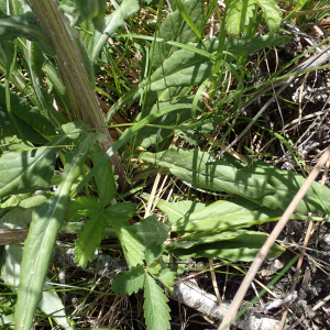 Photographie n°2531411 du taxon Tephroseris helenitis subsp. helenitis 