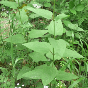 Photographie n°2531461 du taxon Scrophularia nodosa L. [1753]