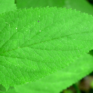 Photographie n°2531463 du taxon Scrophularia nodosa L. [1753]