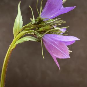 Photographie n°2531542 du taxon Campanula rhomboidalis L. [1753]