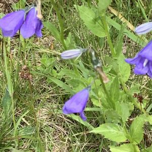 Photographie n°2531544 du taxon Campanula rhomboidalis L. [1753]