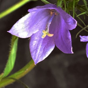 Photographie n°2531547 du taxon Campanula rhomboidalis L. [1753]