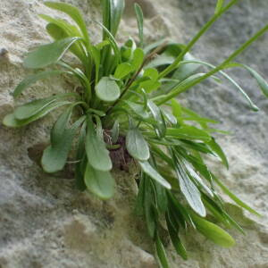 Photographie n°2531574 du taxon Kernera saxatilis (L.) Sweet