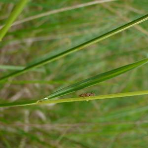 Photographie n°2531605 du taxon Helictochloa pratensis (L.) Romero Zarco [2011]