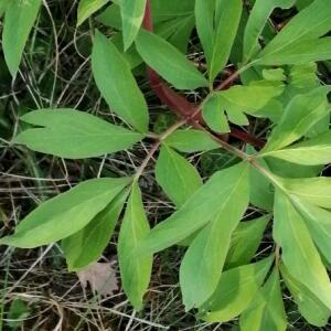 Photographie n°2531611 du taxon Paeonia officinalis subsp. microcarpa (Boiss. & Reut.) Nyman