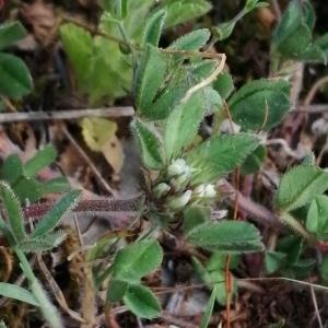  - Trifolium scabrum subsp. lucanicum (Gasp. ex Guss.) Arcang. [1894]