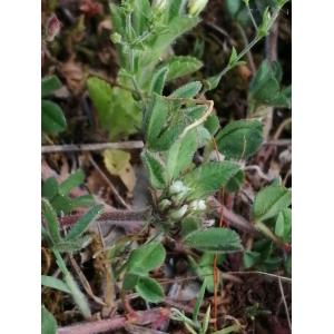 Trifolium scabrum subsp. lucanicum (Gasp. ex Guss.) Arcang. (Trèfle de Lucanie)