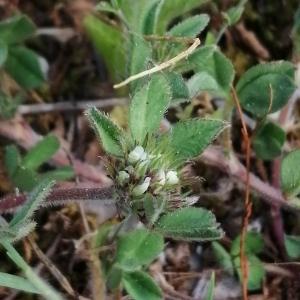  - Trifolium scabrum subsp. lucanicum (Gasp. ex Guss.) Arcang. [1894]