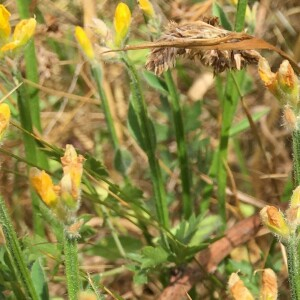 Photographie n°2531631 du taxon Genista sagittalis L.