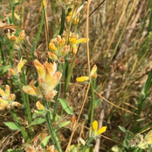 Photographie n°2531632 du taxon Genista sagittalis L.