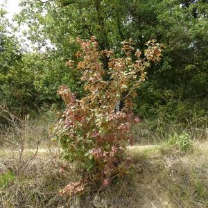 Photographie n°2531643 du taxon Viburnum lantana L.