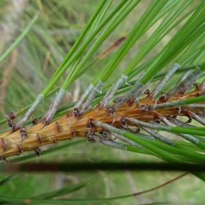  - Pinus densiflora Siebold & Zucc. [1842]