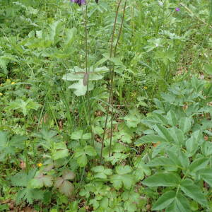 Photographie n°2531695 du taxon Aquilegia vulgaris L.