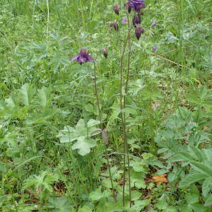 Photographie n°2531696 du taxon Aquilegia vulgaris L.