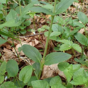 Photographie n°2531712 du taxon Valeriana montana L.