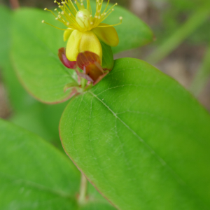 Photographie n°2531718 du taxon Hypericum androsaemum L. [1753]