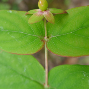 Photographie n°2531720 du taxon Hypericum androsaemum L. [1753]