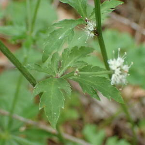 Photographie n°2531733 du taxon Sanicula europaea L.