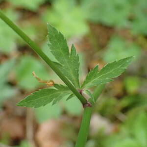 Photographie n°2531734 du taxon Sanicula europaea L.