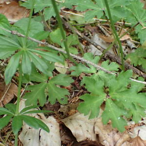 Photographie n°2531735 du taxon Sanicula europaea L.