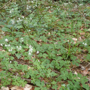 Photographie n°2531737 du taxon Sanicula europaea L.