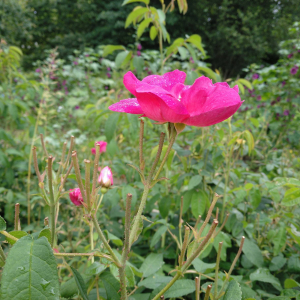 Photographie n°2531838 du taxon Rosa gallica var. officinalis Thory