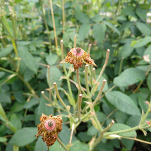 Photographie n°2531847 du taxon Rosa gallica var. officinalis Thory