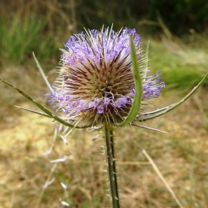 Photographie n°2531866 du taxon Dipsacus fullonum L.