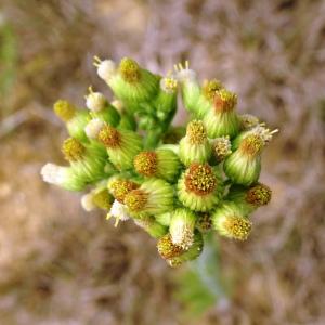 Photographie n°2531869 du taxon Erigeron sumatrensis Retz. [1810]