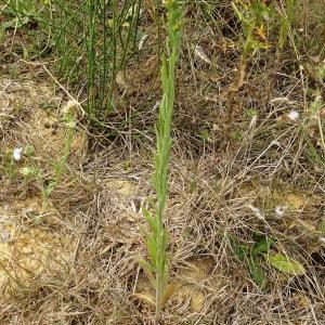 Photographie n°2531872 du taxon Erigeron sumatrensis Retz. [1810]