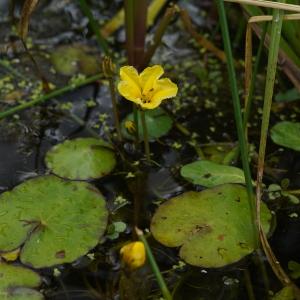 Limnanthes nymphoides Stokes (Faux Nénuphar)