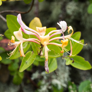 Photographie n°2531967 du taxon Lonicera periclymenum L. [1753]