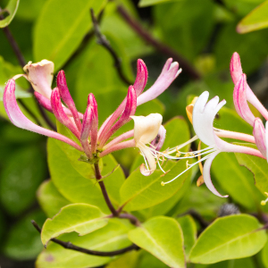 Photographie n°2531968 du taxon Lonicera periclymenum L. [1753]